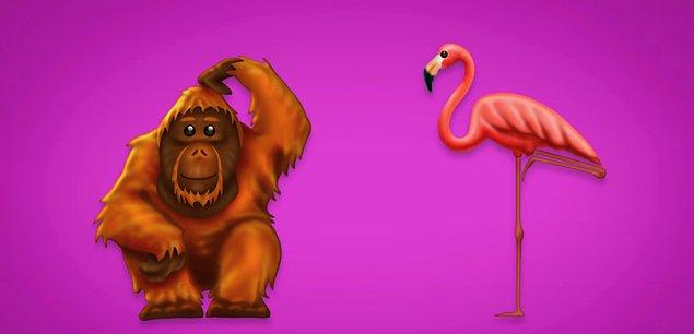 Orangutan ve flamingo