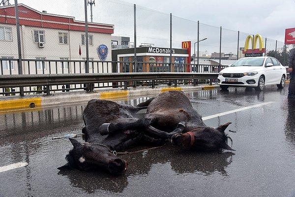 Kazada bir at hafif yaralanırken, diğeri çeşitli yerlerinden darbe aldı. Vatandaşlar durumu polis ve Antalya Büyükşehir Belediyesi'ne bildirdi.