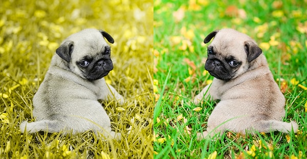 5. На каком из фото трава зеленее?