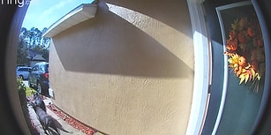 İnme Geçiren İnsan Dostları İçin Sokağa Çıkıp Havlayarak Dikkat Çeken Köpekler, Kadının Hayatını Kurtardı!