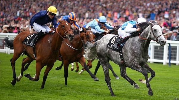 6. Какое животное не используют для скачек?