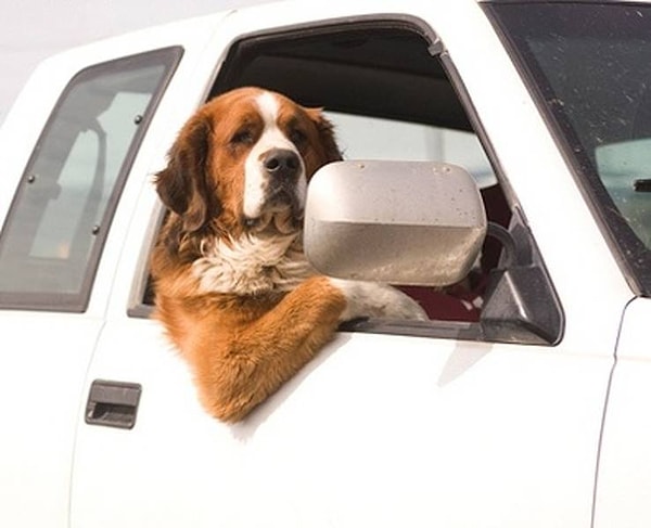 10. Когда ты взрослый, самодостаточный пес, и надо кормить семью