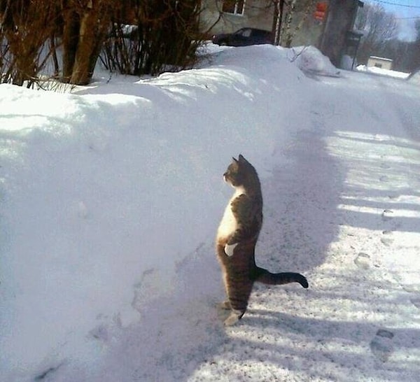 13. Когда понимаешь, что снова придется целый день чистить снег