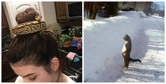 25 фотографий, которые доказывают, что животные - это маленькие копии людей