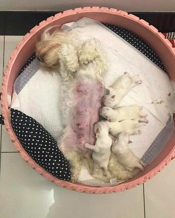 9. Получаются милые лежанки