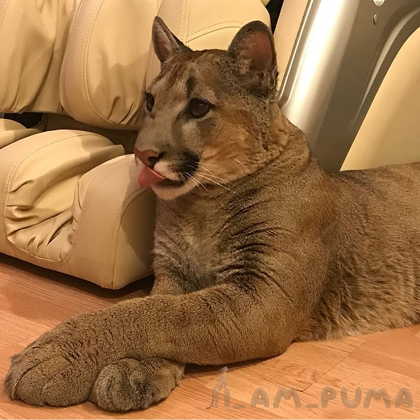 6. Забота о Месси стала непростым испытанием. Кроме того факта, что это дикое животное, Месси был также довольно слаб здоровьем и требовал повышенного внимания к себе и медицинского ухода.