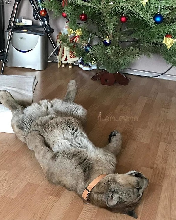 8. Как и любому домашнему животному, Месси требуется много упражнений для поддержания физической активности.