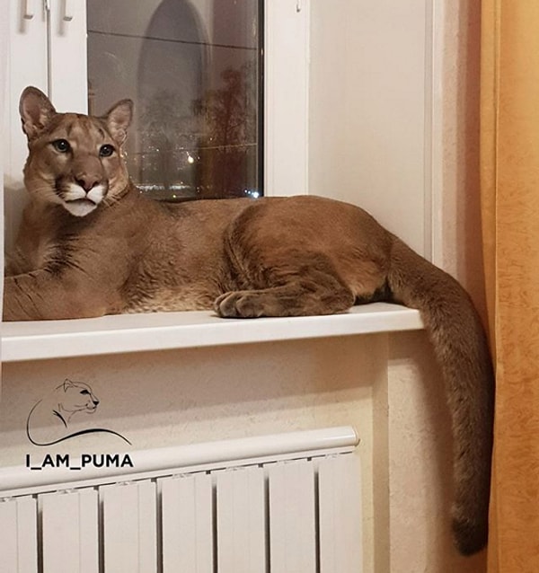 17. Например, он обожает понежиться на подоконнике...