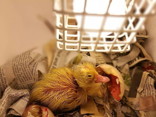 3. Движимая любопытством, женщина построила импровизированный инкубатор из пенополистирола, разместила в нем несколько ламп для обогрева и поместила яйцо внутрь.