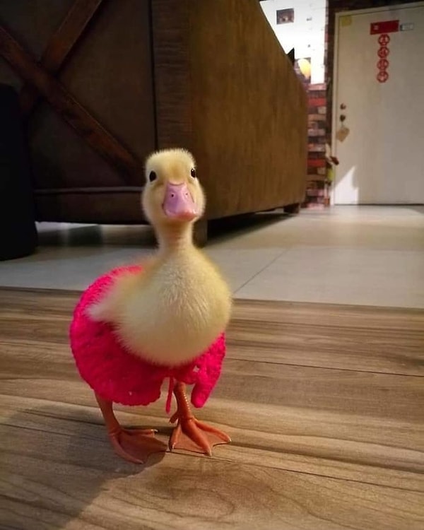 8. Но Бибит суждено было появиться на свет и стать звездой Сети.