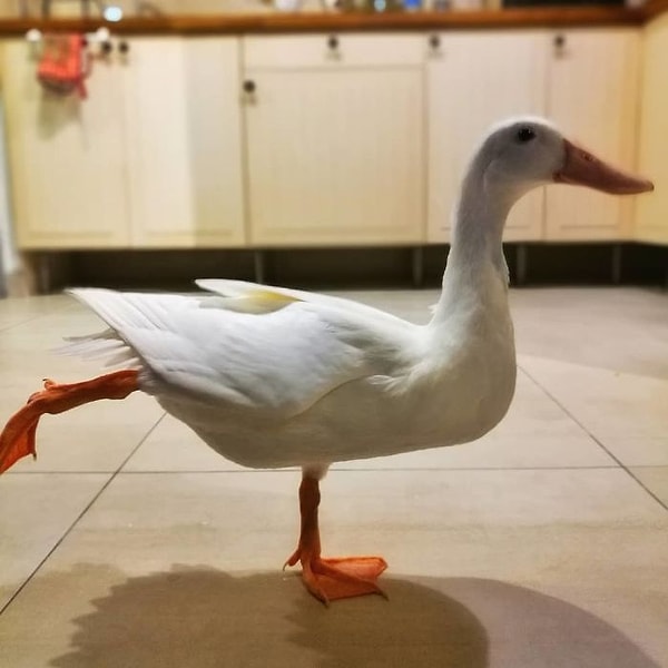 10. ... и довольно быстро превратилась в грациозную белоснежную утку.