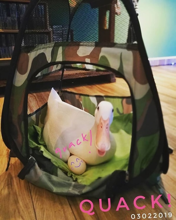 18. Лим говорит, что Бибит откладывает яйца каждые 25 часов, поэтому у нее есть неограниченный запас яиц, которым она любит делиться со своими друзьями и семьей.