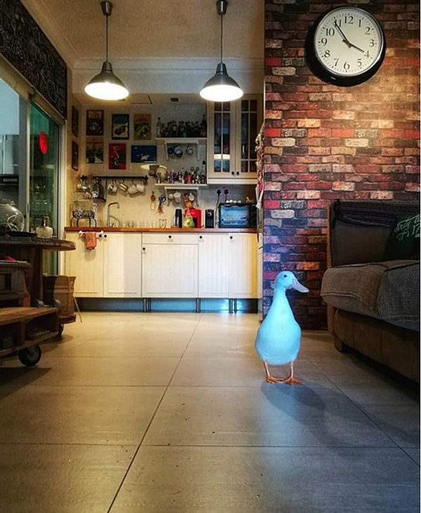 14. Ну чем не домашний питомец?!