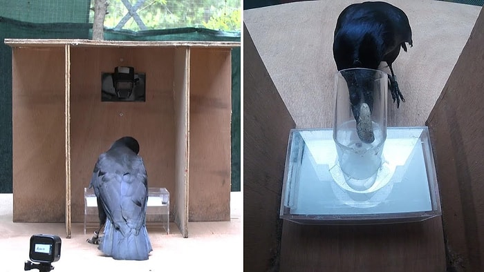 Kargaların Zannettiğimizden Çok Daha Zeki Olduklarını Kanıtlayan Muhteşem Deney