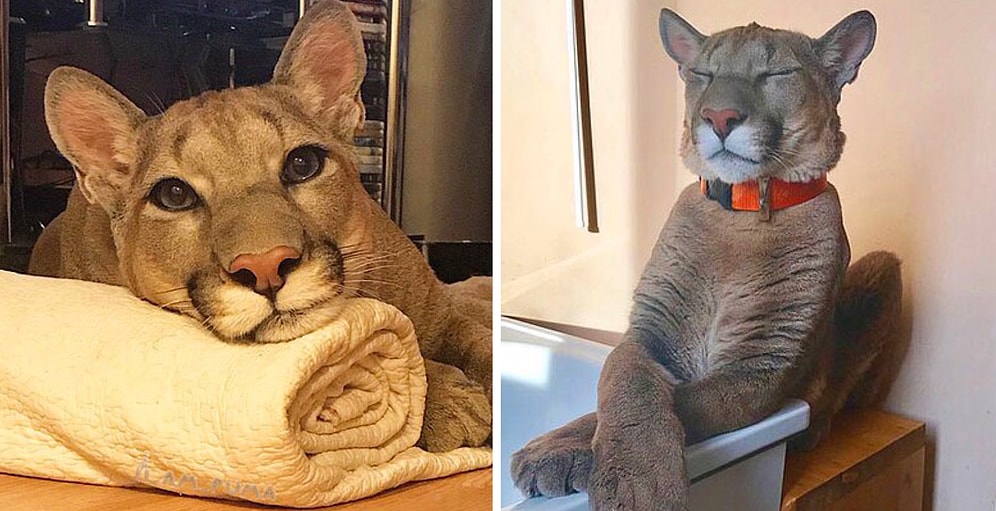 Пума по кличке Месси спасена из контактного зоопарка и теперь живет как избалованная домашняя кошка: 20+ фото