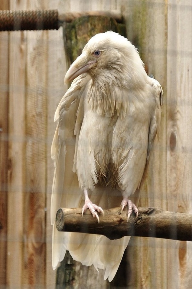Bir albino karga.