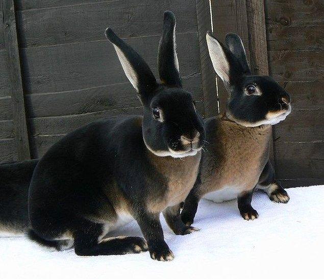 Paralel bir evrenden tavşanlar;