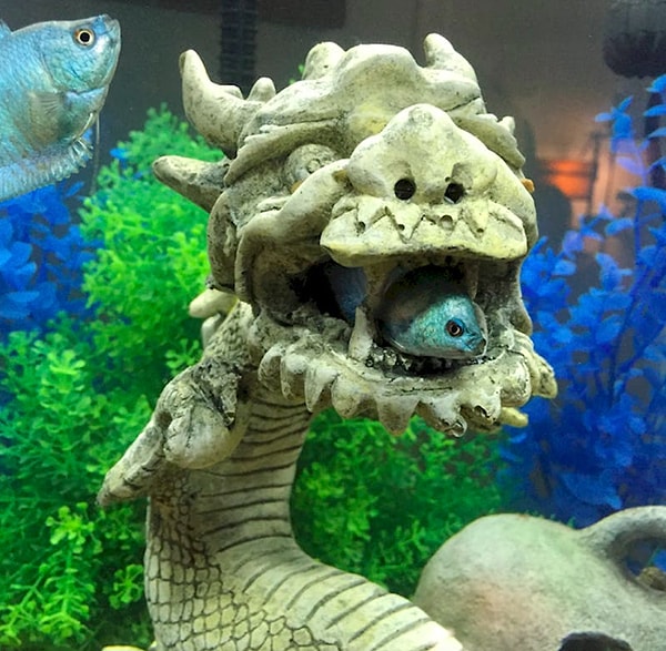 5. Бедная рыба, застрявшая в пасти дракона!