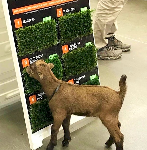 8. Если не кормить своего питомца, то можно получить вот это…