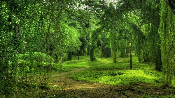 13. Когда вы что-то вспоминаете, вы представляете зрительные образы?