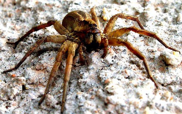 6. Dünyanın en zehirli örümceği olan "brezilya gezgin örümceği" son 30 yılda kaç can almıştır sizce? Tam olarak sıfır.