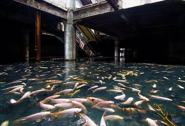 6. Terk edilmiş bir alışveriş merkezini ele geçiren balıklar...