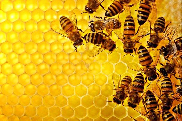 Sonuçlar sadece 14 arıya ait olsa da bu gelişme son derece heyecan verici!