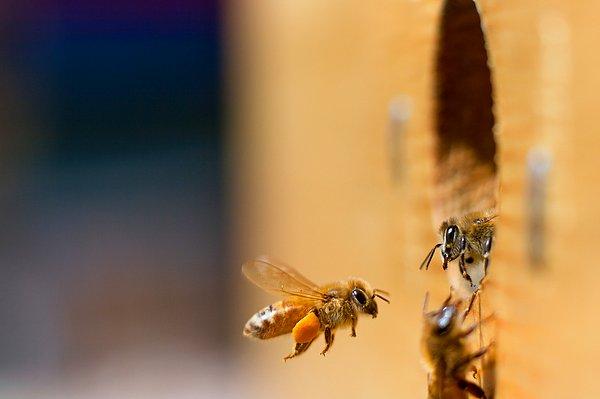 Önceki çalışmalarda arıların, “sıfır” konseptini anlayabildikleri ve iki grup obje arasında daha küçük olanı algılayabildikleri tespit edilmişti.