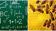Bizden Daha 'Zeki' Çıktılar: Arılar Artık Temel Matematik Problemlerini Çözebiliyor!