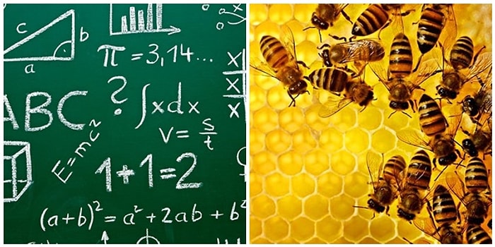 Bizden Daha 'Zeki' Çıktılar: Arılar Artık Temel Matematik Problemlerini Çözebiliyor!