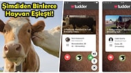 Hayvanlar Aleminin Tinder'ı: Boğa ve İneklerin Kendilerine En Uygun Eşi Seçerek Çiftleşmelerini Sağlayan Uygulama
