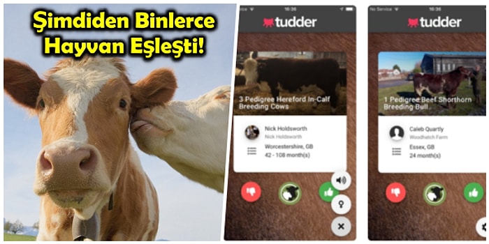 Hayvanlar Aleminin Tinder'ı: Boğa ve İneklerin Kendilerine En Uygun Eşi Seçerek Çiftleşmelerini Sağlayan Uygulama