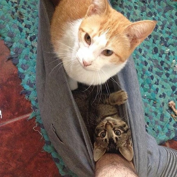 19. Но давайте будем честными: нежные питомцы - лучшие из всех!