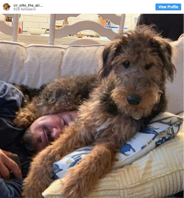 11. Да и собаки тоже...