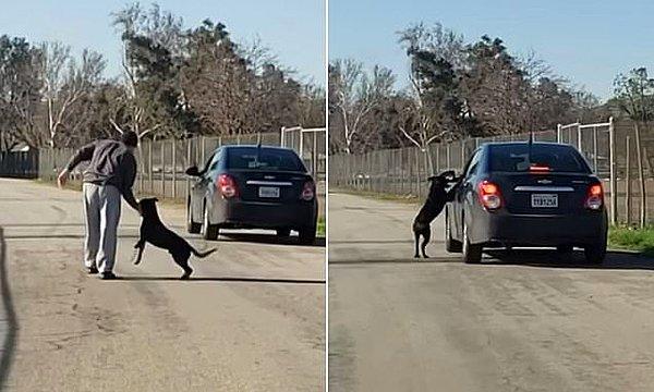 Kaliforniya'da yaşanan olayda, evcil köpeğini sokağa terk etmeye çalışan kişi, araçtan indirdiği hayvanı eliyle iterek uzaklaştırmaya çalışıyor.