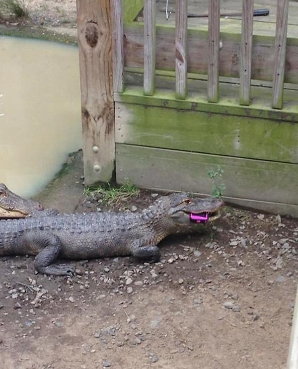 7. Подруга уронила в зоопарке телефон и решила не пытаться его вернуть