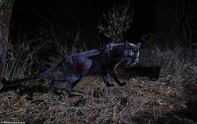 Gecenin kendisinden bir parçaymış gibi görünen son derece nadir bir tür olan siyah leopar, 100 yıl aradan sonra bir fotoğrafçı tarafından Kenya'da görüntülendi.