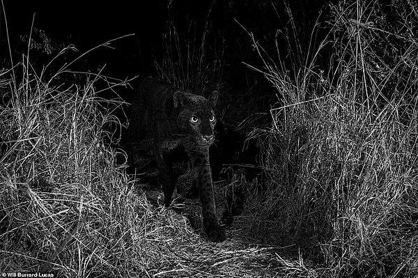 5 gün boyunca leoparın gelmesini bekleyen fotoğrafçı, kamerasını kontrol ettiğinde ise muhteşem görüntüler ortaya çıkmış.