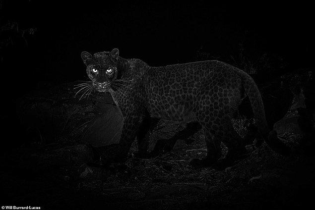 Siyah leoparın bundan önce çekilen son fotoğrafı 1909 yılına ait ve şu anda Washington'da Smithsonian Ulusal Doğal Tarih Müzesi'nde sergilenmekte.