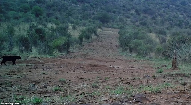 Burrard-Lucas'ın yardım aldığı biyolog ise siyah leoparı çekmeye çalışmış fakat yalnızca uzaktan bir görüntüsü yakalayabilmiş.