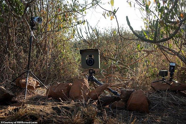 5 farklı yere kurduğu kameralar sayesinde ender görülen siyah leoparın görüntüleri yakalanabilmiş.