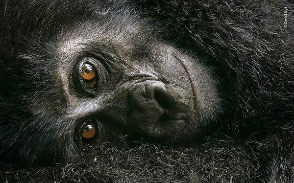 23. Dinlenen Dağ Gorili - David Lloyd