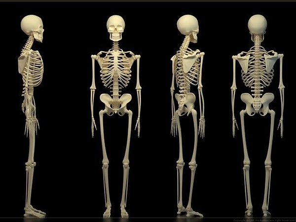 5. Сколько костей в теле взрослого человека?
