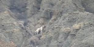 Haluk Levent Yardım Elini Uzattı: Çankırı'da Kanyona Düşen Köpek 5 Gündür Kurtarılmaya Bekliyor