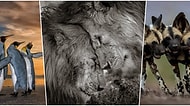 Yılın Vahşi Yaşam Fotoğrafçısı Yarışmasında Halkın Seçimi Ödülünün Sahibi: 'Ormanın Kralları'