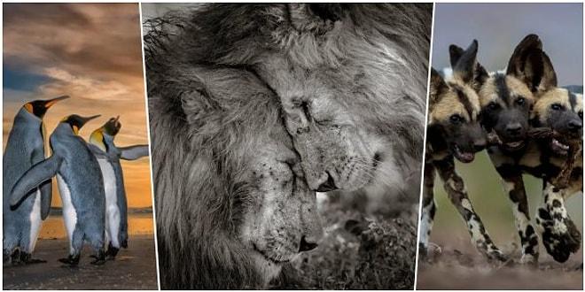 Yılın Vahşi Yaşam Fotoğrafçısı Yarışmasında Halkın Seçimi Ödülünün Sahibi: 'Ormanın Kralları'