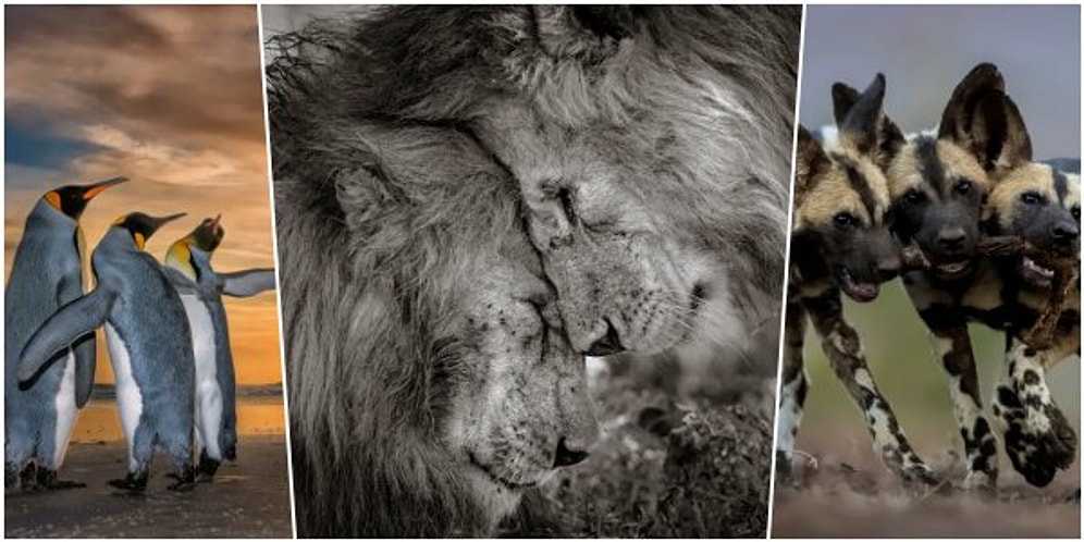 Yılın Vahşi Yaşam Fotoğrafçısı Yarışmasında Halkın Seçimi Ödülünün Sahibi: 'Ormanın Kralları'