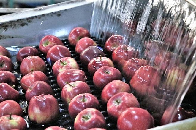 Bitki Sağlığı Belgeleri Geçersizmiş: Türkiye'den Giden 19 Ton Elmanın Rusya'ya Girişine İzin Verilmedi