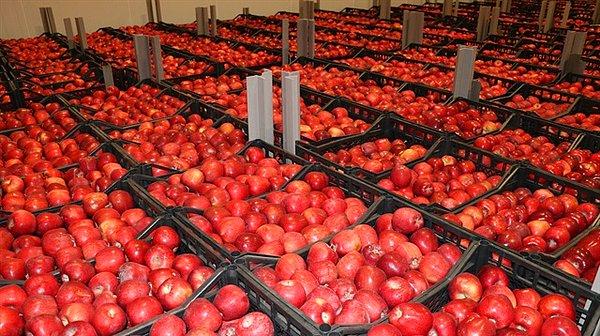 Türkiye üretimi elmaların, bitki sağlığı standartlarına ilişkin belgelerinin geçersiz olduğu tespit edildi.