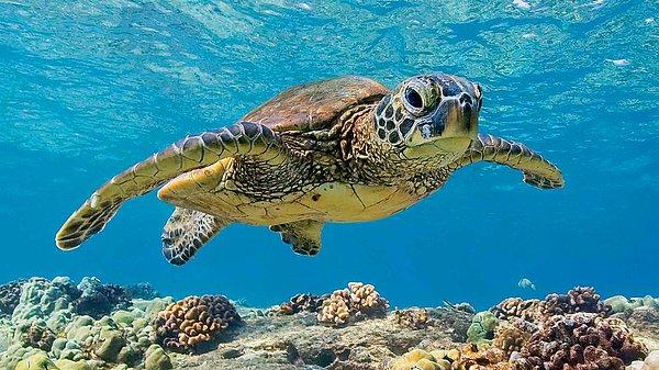 16. Deniz kaplumbağaları, yönlerini bulabilmek için dünyanın manyetik alanını kullanırlar.